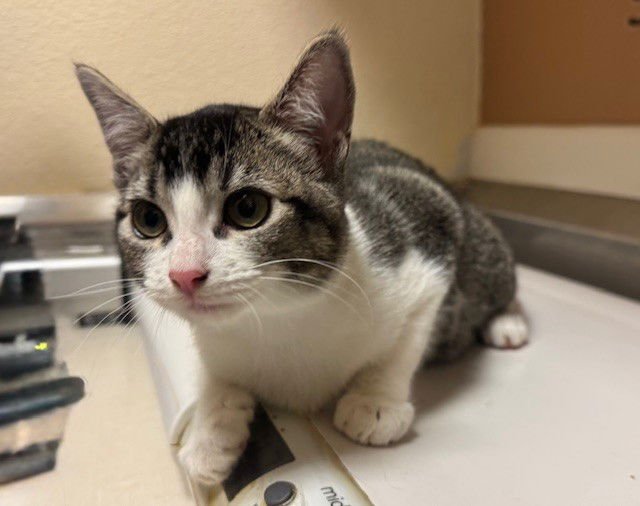 DARLING - Domestic Short Hair available for adoption