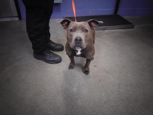 PINKY - Pit Bull Terrier available for adoption