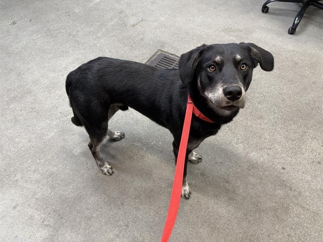 THOR - Black and Tan Coonhound available for adoption