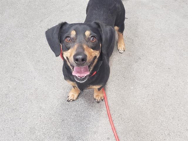 DOLLY - Dachshund available for adoption