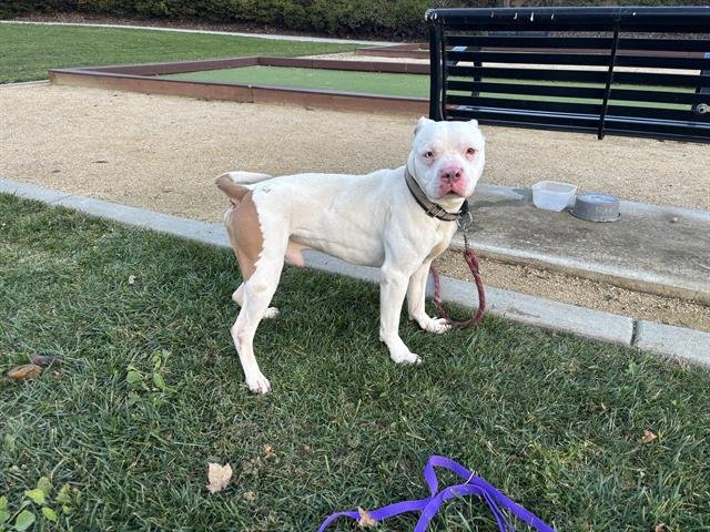 FIZZY - American Pit Bull Terrier available for adoption