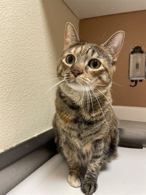 COOKIE - Domestic Short Hair available for adoption