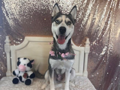 FREYA - Siberian Husky available for adoption