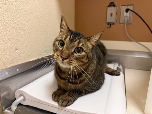 WHISKERS - Domestic Short Hair available for adoption