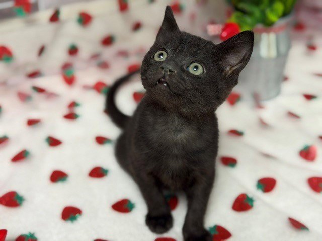 DIP Image