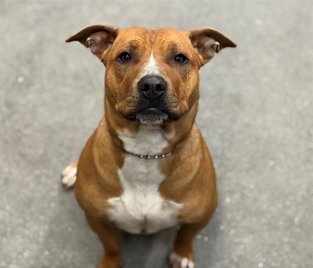 CORALINE - Pit Bull Terrier available for adoption