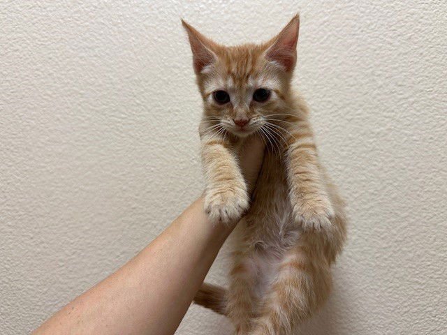 MARTIN - Domestic Short Hair available for adoption