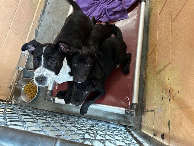 MIRA - Terrier available for adoption