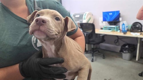 PILSNER - Pit Bull Terrier available for adoption