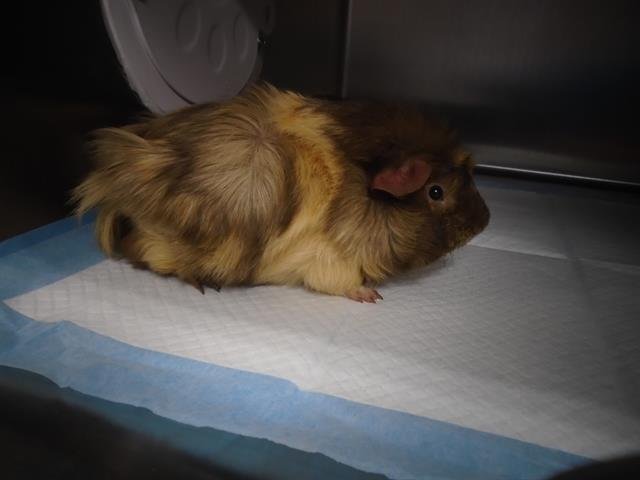 CABBAGE - Guinea Pig available for adoption