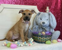 RASCAL - Photo 1