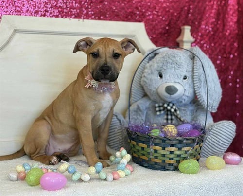 RASCAL - Pit Bull Terrier available for adoption