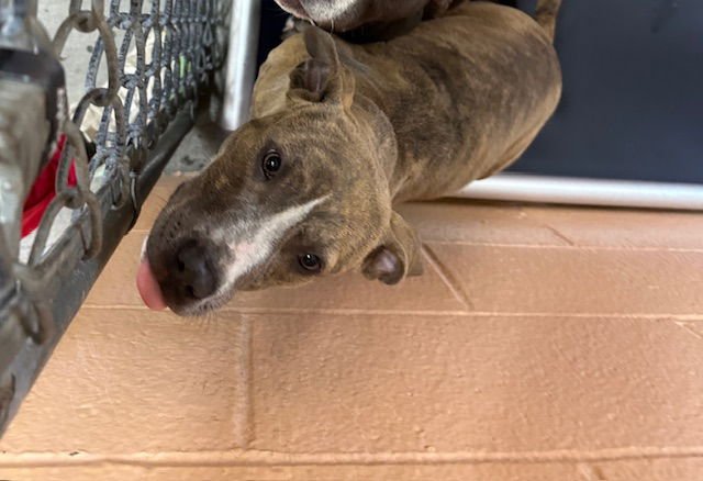 MICHELLE - Pit Bull Terrier available for adoption