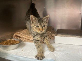 PETER - Domestic Medium Hair available for adoption