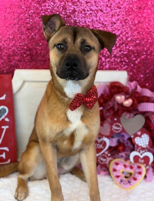 ENRIQUE - Pit Bull Terrier / Husky available for adoption