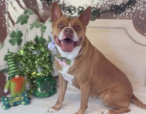 NALA - Pit Bull Terrier available for adoption