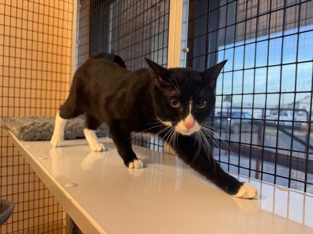 MENACE - Domestic Short Hair available for adoption