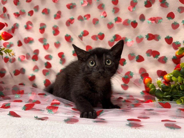 KURO Image