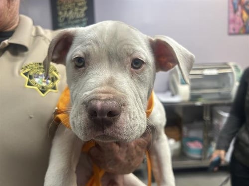 EVANDER - American Bulldog available for adoption