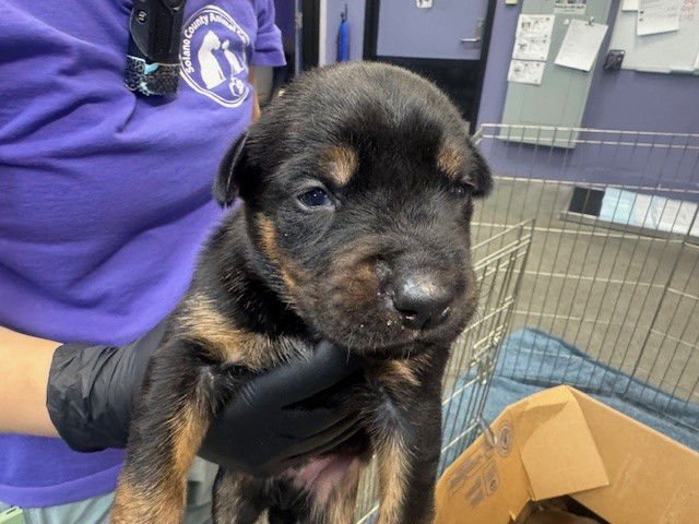 BAXTER - German Shepherd Dog available for adoption