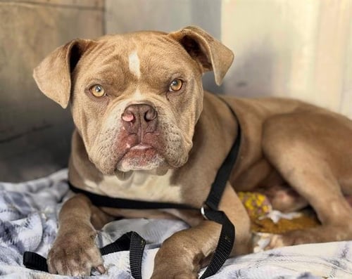BULLY - American Bulldog available for adoption