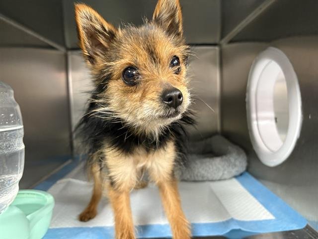 SONIC - Yorkshire Terrier Yorkie / Wirehaired Fox Terrier available for adoption