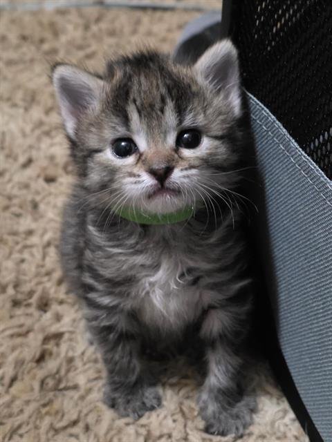 SPEED BUMP - Domestic Short Hair available for adoption