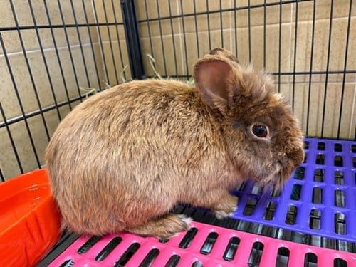 MUFASA - Lionhead available for adoption