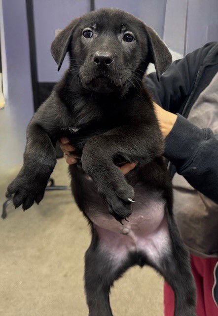 JACKIE JACKSON - Labrador Retriever available for adoption