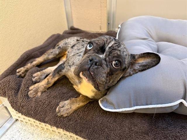 KIANA - French Bulldog available for adoption