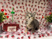 MISS MOLLY - Photo 1