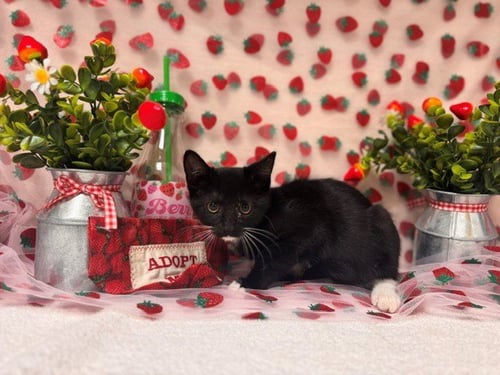 RONALDO - Domestic Short Hair available for adoption