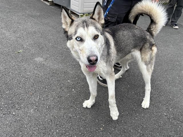 CYPRESS - Siberian Husky available for adoption