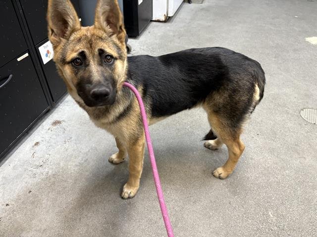 EVIAN - German Shepherd Dog available for adoption
