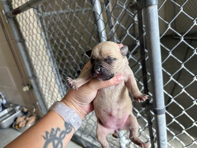 JOEY - Pit Bull Terrier available for adoption