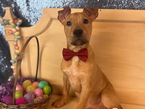 SAISON - Pit Bull Terrier available for adoption