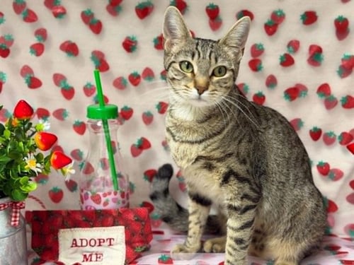 BEACHBALL - Domestic Short Hair available for adoption