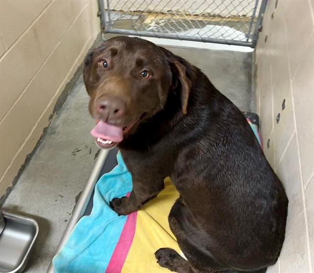BROWNIE - Labrador Retriever available for adoption