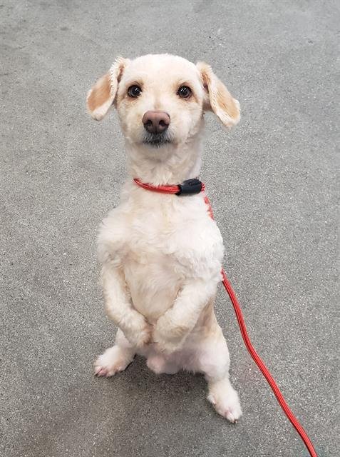 DAVEY - Dachshund / Poodle (Miniature) available for adoption