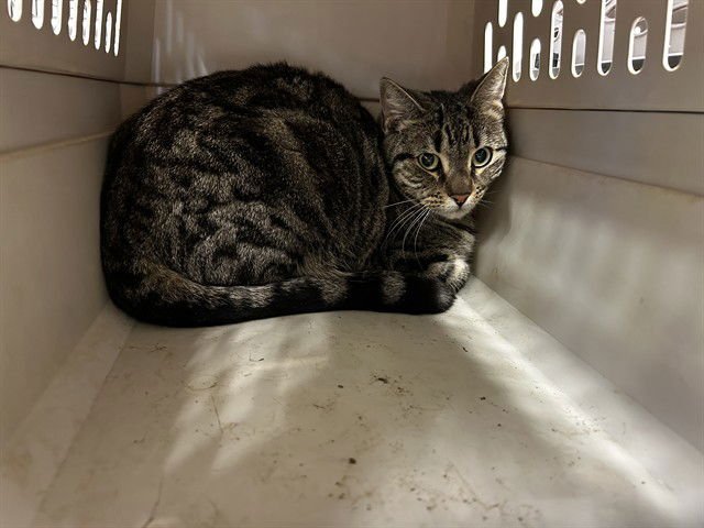 RACINE - Domestic Short Hair available for adoption