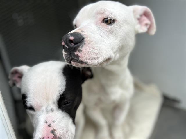 CHEESE - Basset Hound / Pit Bull Terrier available for adoption