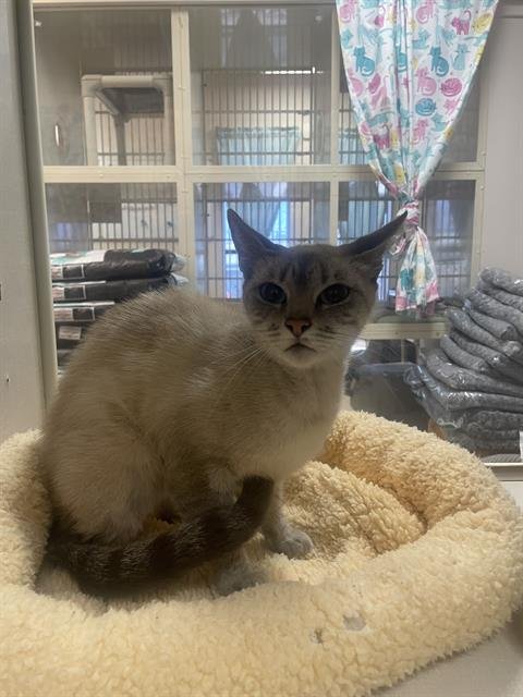 SNOW WHITE - Siamese available for adoption