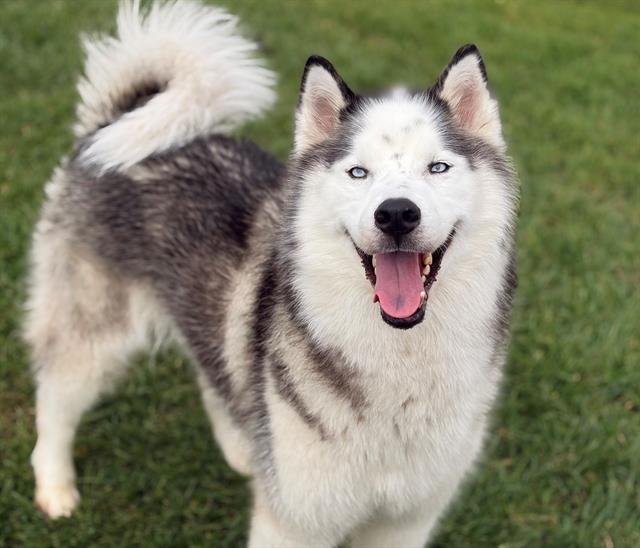 STORM - Alaskan Malamute available for adoption