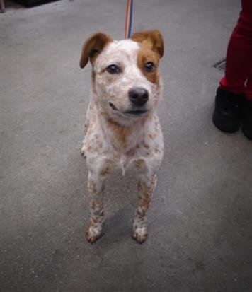 STARLA - Australian Cattle Dog/Blue Heeler available for adoption