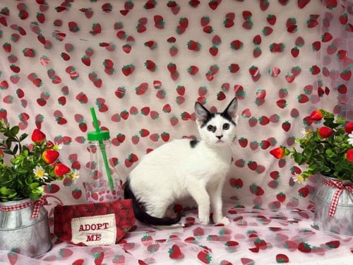 DOT - Domestic Short Hair available for adoption