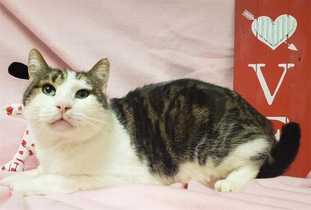 SONNIE - Domestic Short Hair available for adoption