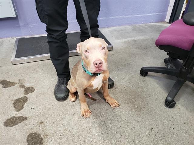 PAC MAN - Pit Bull Terrier available for adoption