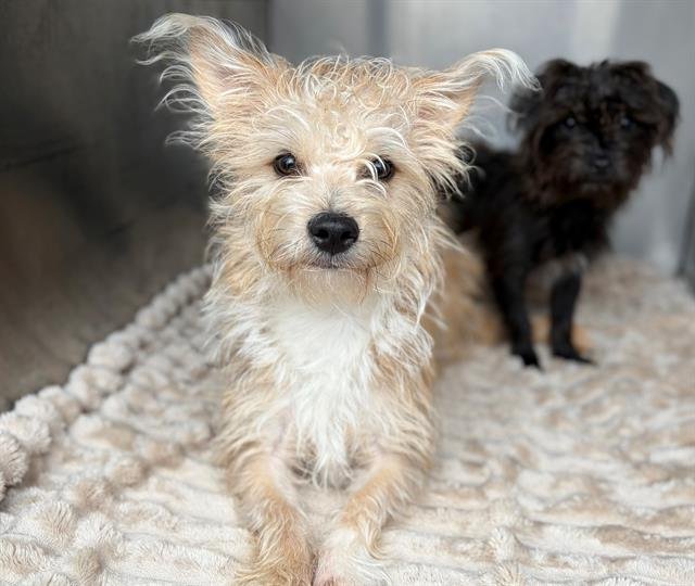 MILO - Cairn Terrier available for adoption