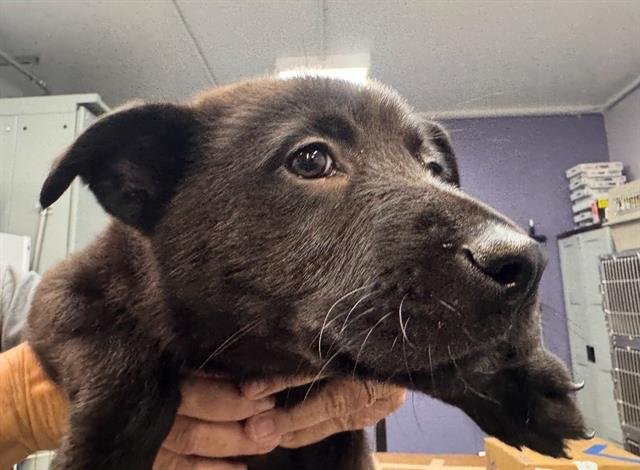 JERMAINE JACKSON - Labrador Retriever available for adoption