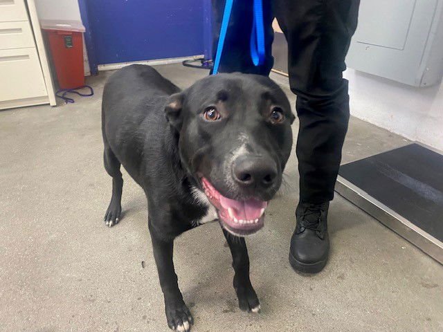 CHANCE - Labrador Retriever / Pit Bull Terrier available for adoption